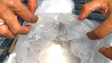 حملة أمنية في عدن تطيح بشبكة ترويج الشبو المخدر بالمعسل